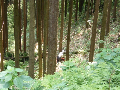 市営造林スギ林.JPG