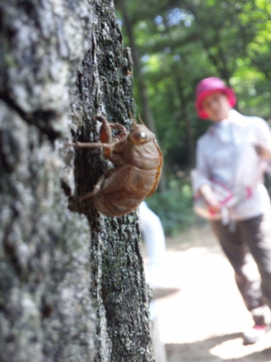 ニイニイセミの脱け殻120726_093810.jpg