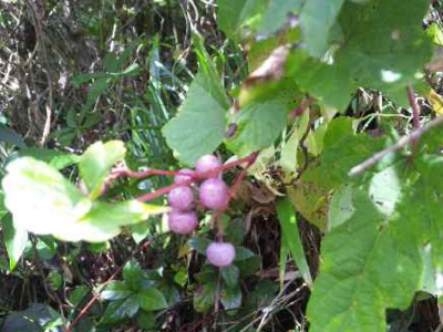 野ブドウ121108_112616.jpg