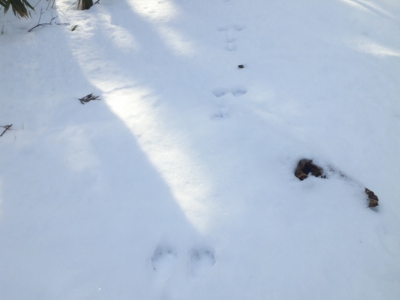 ウサギの足跡続く130131_103211.jpg