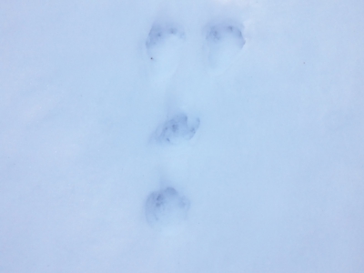 足跡ウサギ130131_103202.jpg