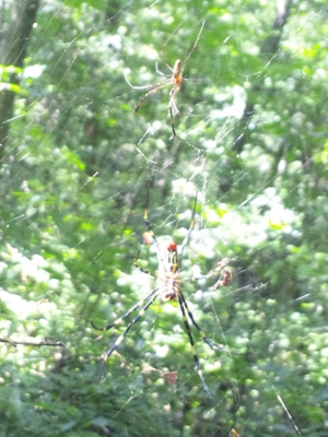 ジョロウグモ(大きな雌と小さな雄)130919_094356.jpg