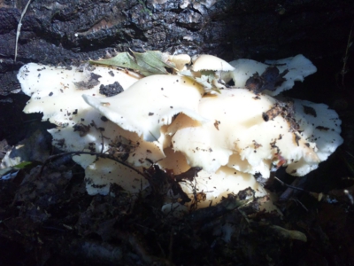 ウスヒラタケ131010_101422.jpg