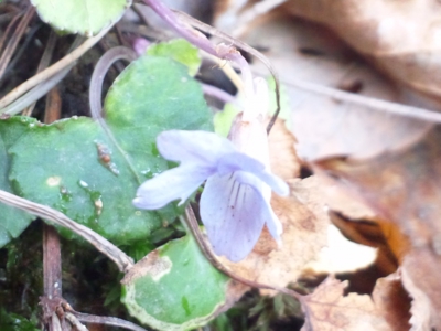 タチツボスミレ？131205_095301.jpg