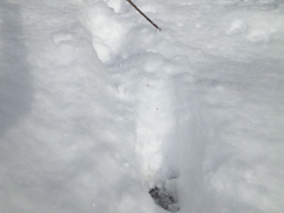 カモシカの足跡140206_103147.jpg