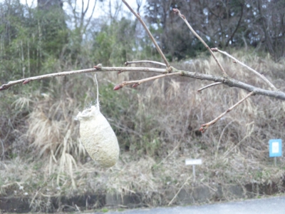 ウスタビガの繭140213_111748.jpg