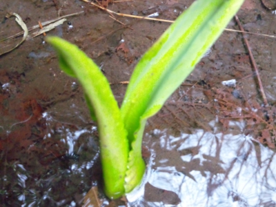 水芭蕉少し大きくなった(^^)140227_085813.jpg