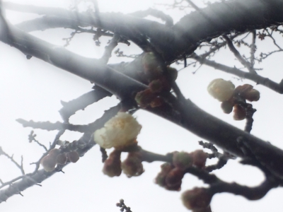 咲きだした白梅(芝生広場)140313_111508.jpg