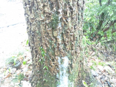 樹幹流140313_111105.jpg