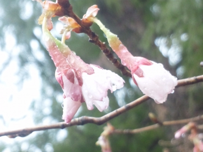キンキマメザクラ(近畿豆桜)140320_102959.jpg