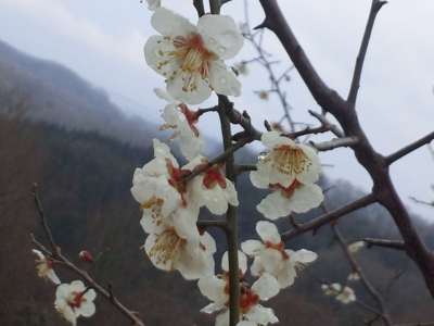 大休場の梅140327_103228.jpg